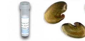 Crotalaria-juncea-Sunn Hemp-lectin